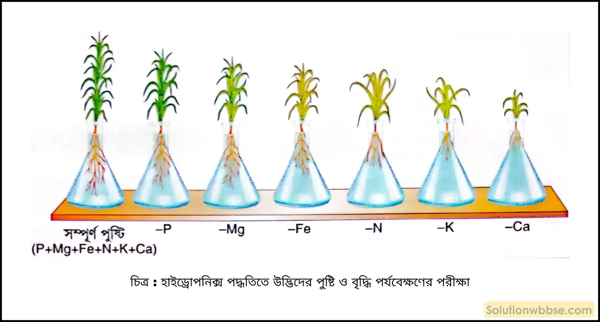 নবম শ্রেণী জীবনবিজ্ঞান - জৈবনিক প্রক্রিয়া - উদ্ভিদ শারীরবিদ্যা - খনিজ পুষ্টি - সংক্ষিপ্ত প্রশ্ন ও উত্তর 5 হাইড্রোপনিক্স পদ্ধতিতে উদ্ভিদের পুষ্টি ও বৃদ্ধি পর্যবেক্ষণের পরীক্ষা