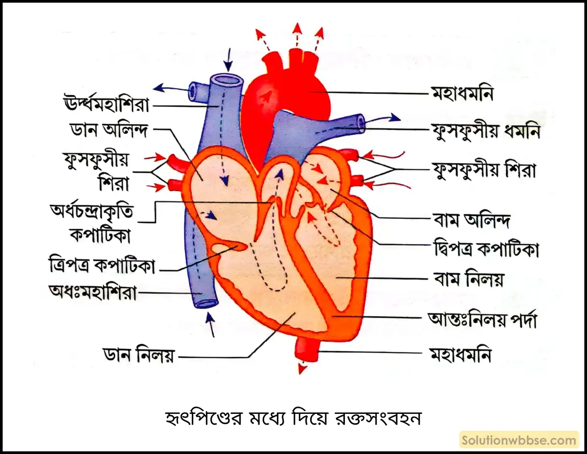 হৃৎপিণ্ডের মধ্যে দিয়ে রক্তসংবহন