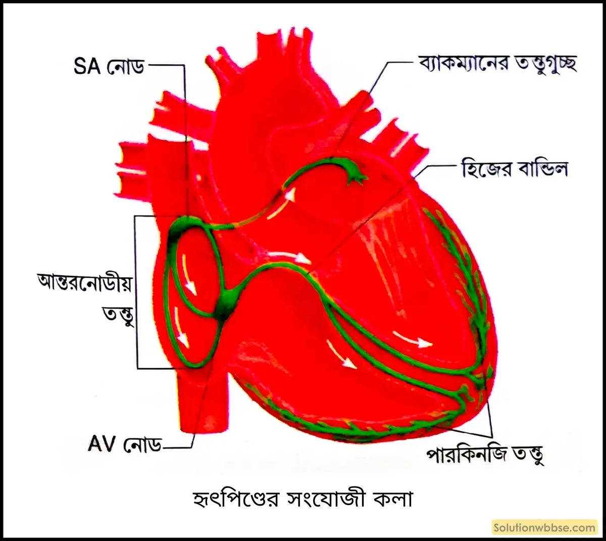 হৃৎপিণ্ডের সংযোজী কলা