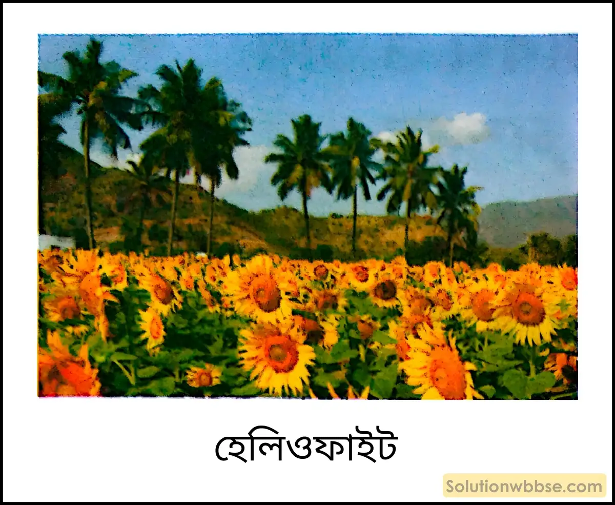 নবম শ্রেণী জীবনবিজ্ঞান - পরিবেশ ও তার সম্পদ - বাস্তুবিদ্যা ও বাস্তুবিদ্যার সংগঠন - রচনাধর্মী প্রশ্ন ও উত্তর 2 হেলিওফাইট