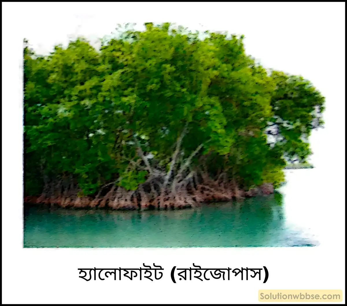 হ্যালোফাইট (রাইজোপাস)