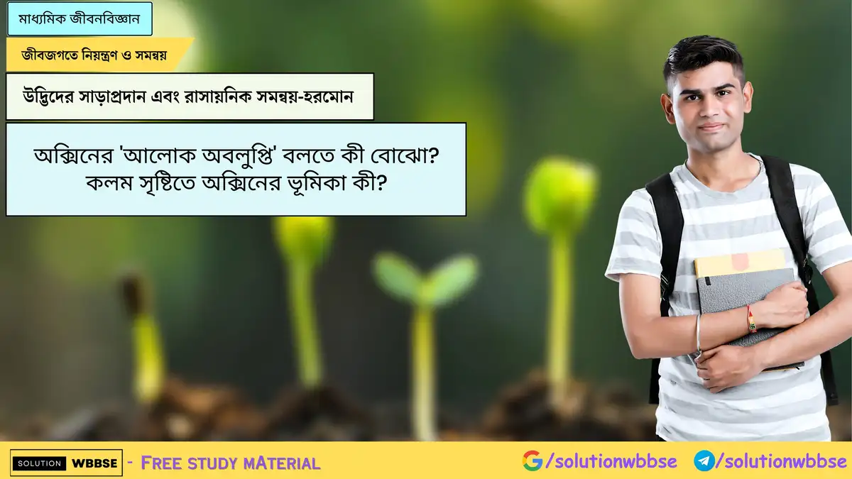 অক্সিনের 'আলোক অবলুপ্তি' বলতে কী বোঝো? কলম সৃষ্টিতে অক্সিনের ভূমিকা কী?