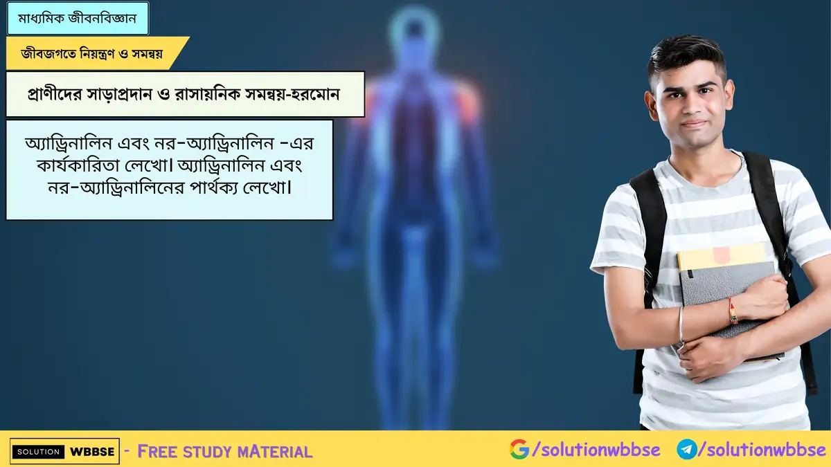 অ্যাড্রিনালিন এবং নর-অ্যাড্রিনালিন -এর কার্যকারিতা লেখো। অ্যাড্রিনালিন এবং নর-অ্যাড্রিনালিনের পার্থক্য লেখো।