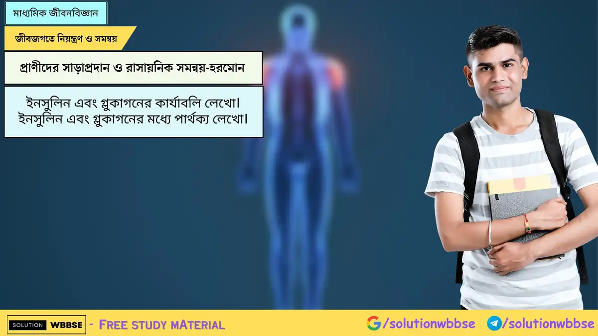 ইনসুলিন এবং গ্লুকাগনের কার্যাবলি লেখো। ইনসুলিন এবং গ্লুকাগনের মধ্যে পার্থক্য লেখো।