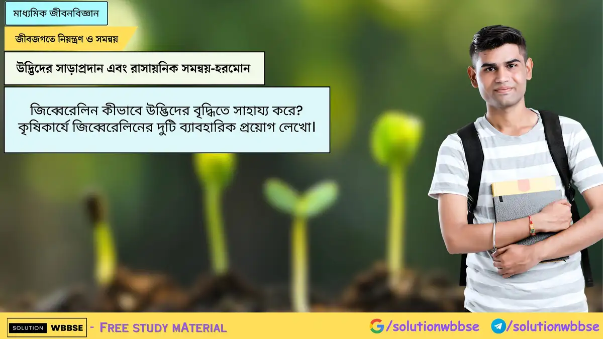 Home 10 জিব্বেরেলিন কীভাবে উদ্ভিদের বৃদ্ধিতে সাহায্য করে? কৃষিকার্যে জিব্বেরেলিনের দুটি ব্যাবহারিক প্রয়োগ লেখো।