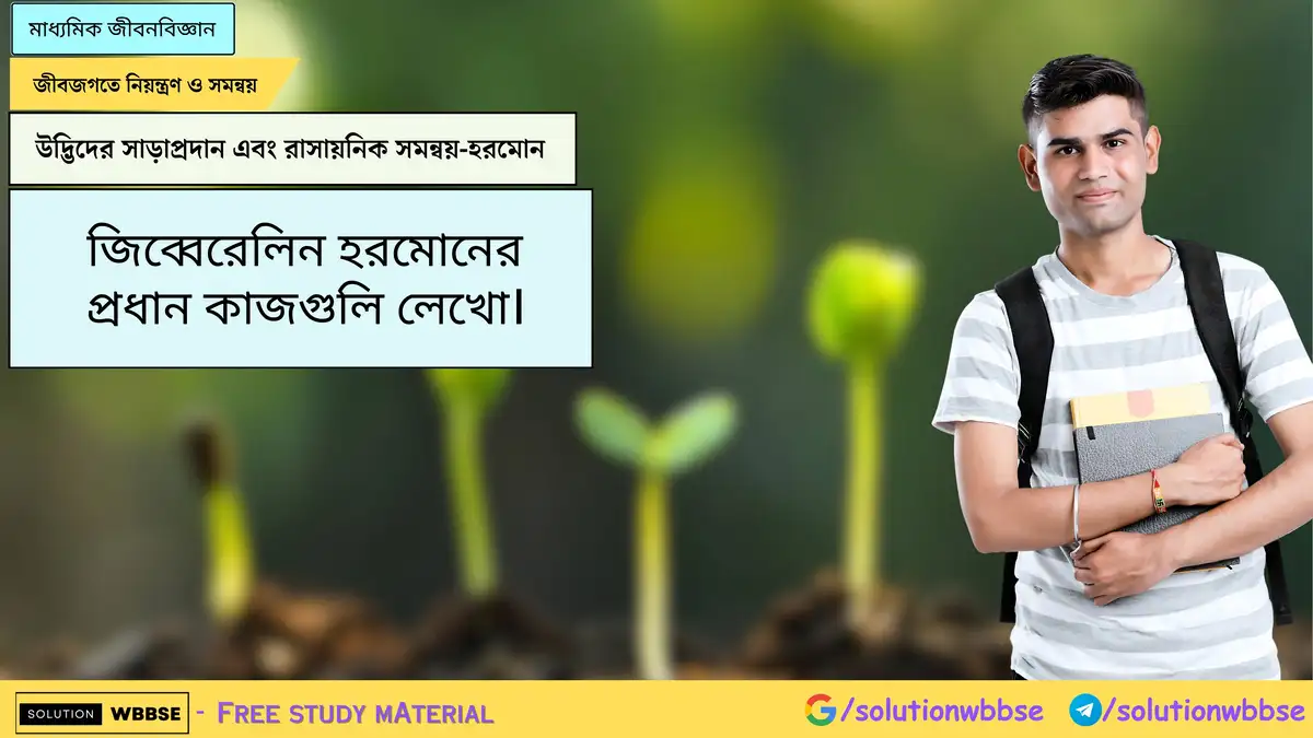 জিব্বেরেলিন হরমোনের প্রধান কাজগুলি লেখো।