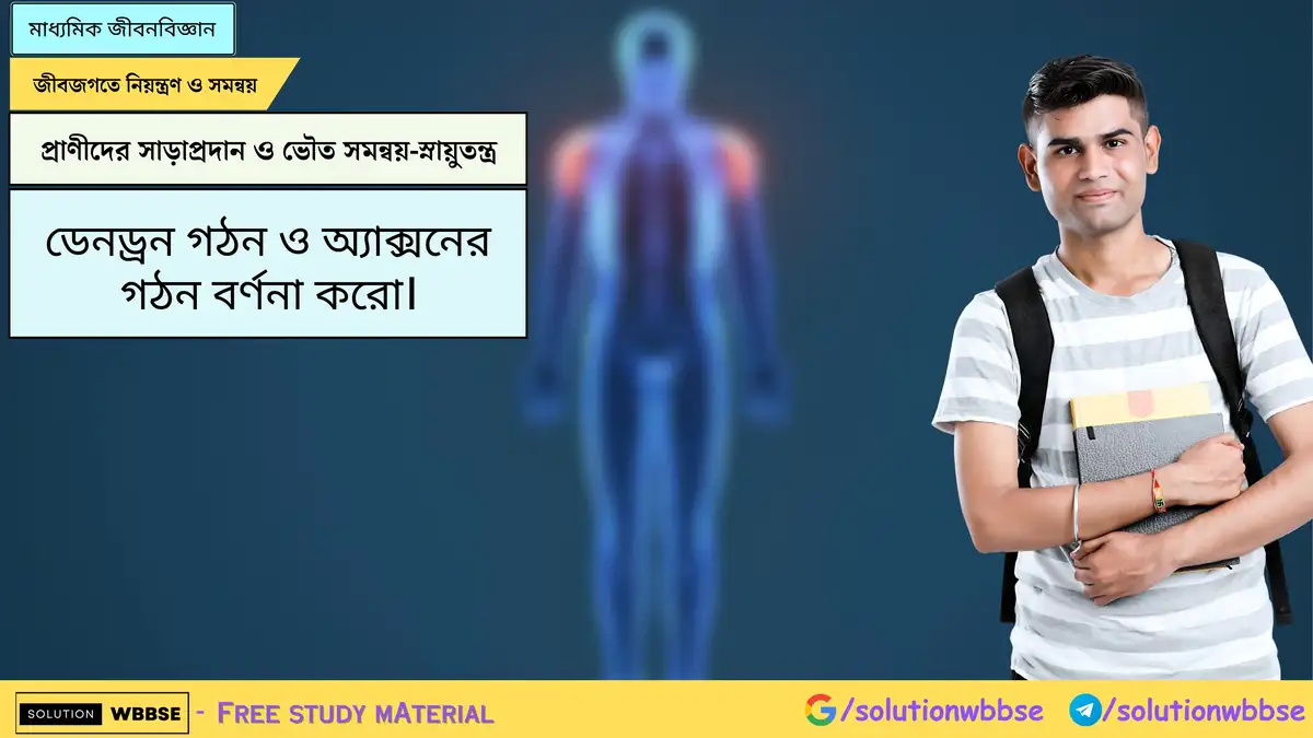 ডেনড্রন গঠন ও অ্যাক্সনের গঠন বর্ণনা করো।