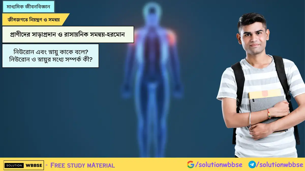 নিউরোন এবং স্নায়ু কাকে বলে? নিউরোন ও স্নায়ুর মধ্যে সম্পর্ক কী?