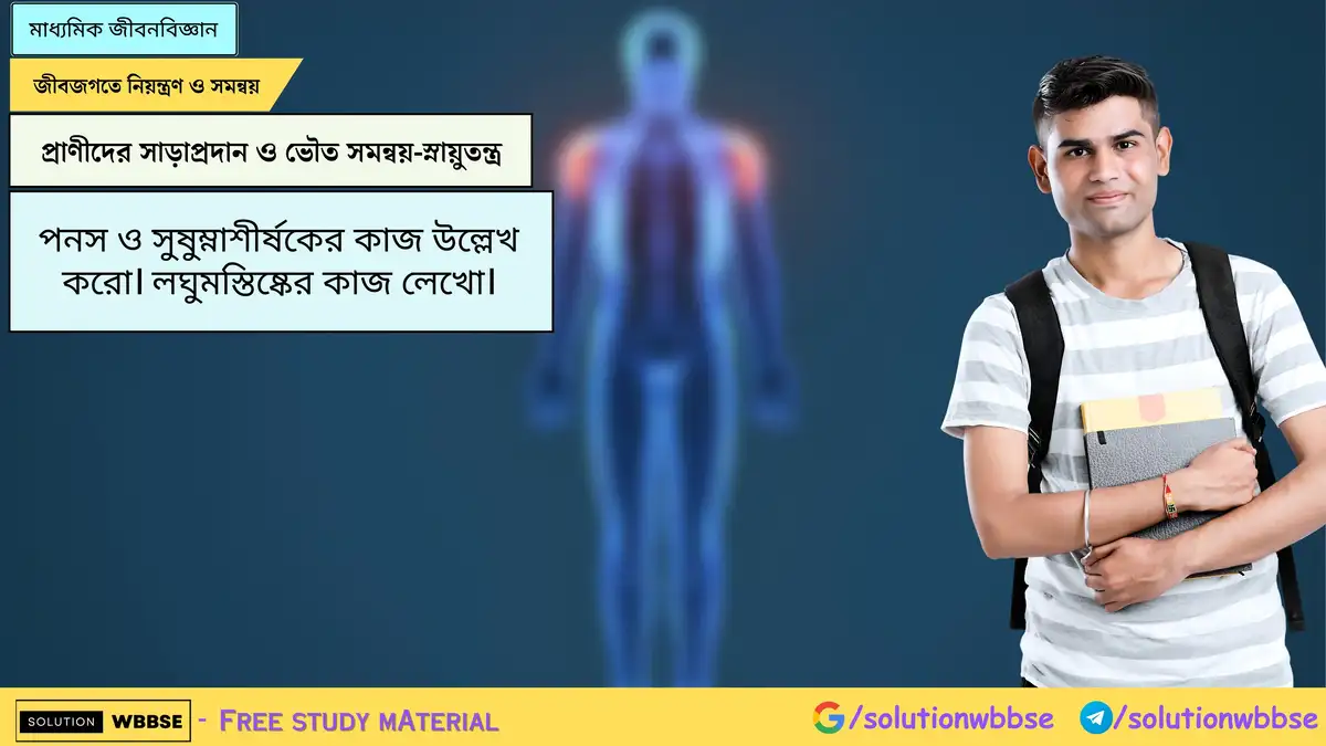 পনস ও সুষুম্নাশীর্ষকের কাজ উল্লেখ করো। লঘুমস্তিষ্কের কাজ লেখো।