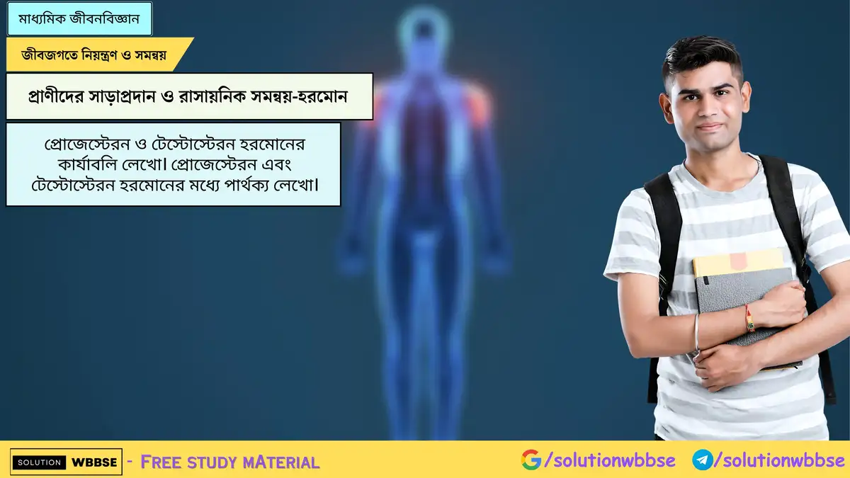 প্রোজেস্টেরন ও টেস্টোস্টেরন হরমোনের কার্যাবলি লেখো। প্রোজেস্টেরন এবং টেস্টোস্টেরন হরমোনের মধ্যে পার্থক্য লেখো।