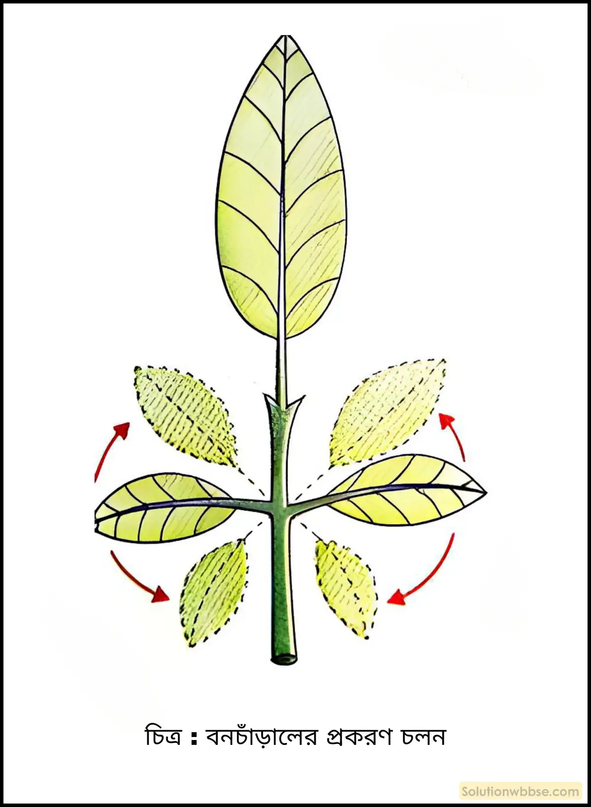 বনচাঁড়ালের প্রকরণ চলন
