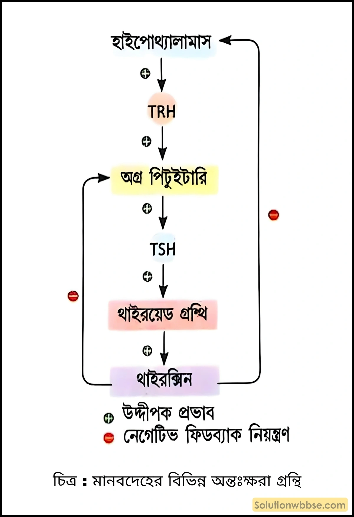 মানবদেহের বিভিন্ন অন্তঃক্ষরা গ্রন্থি