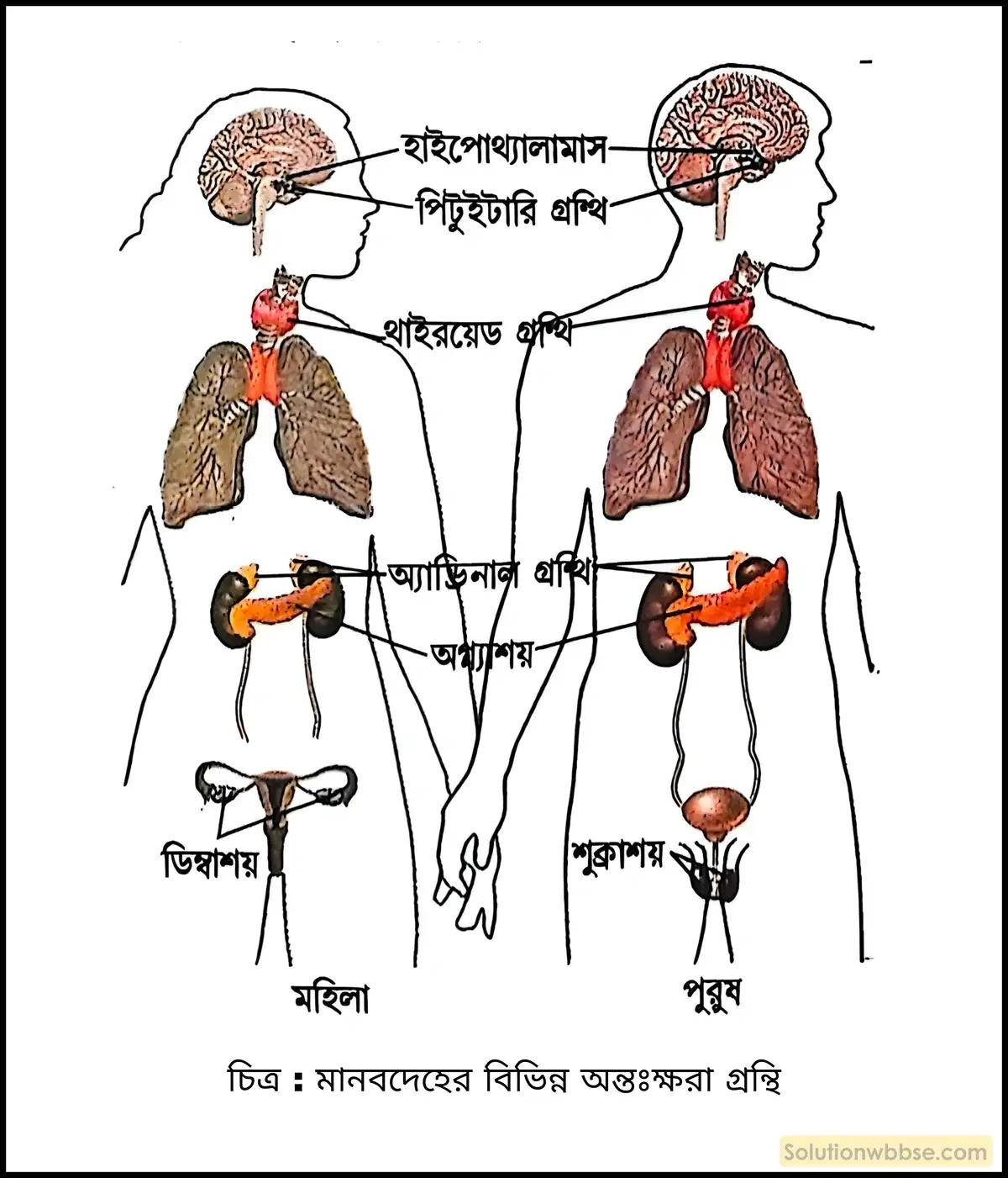 মানবদেহের বিভিন্ন অন্তঃক্ষরা গ্রন্থি