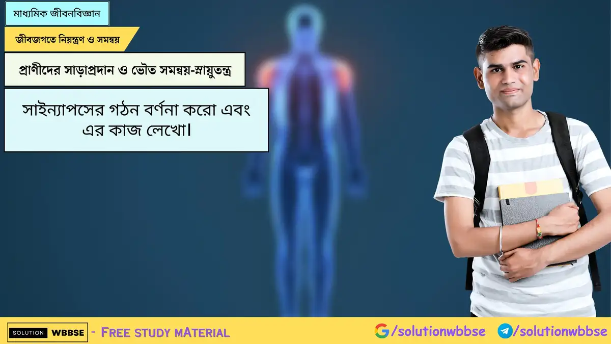 সাইন্যাপসের গঠন বর্ণনা করো এবং এর কাজ লেখো।