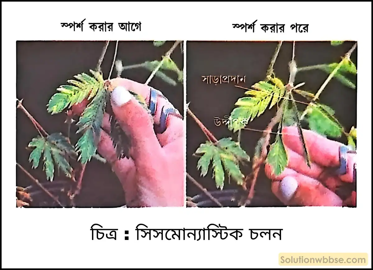 সিসমোন্যাস্টিক চলন