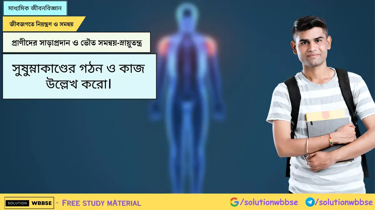 Home 5 সুষুম্নাকাণ্ডের গঠন ও কাজ উল্লেখ করো।