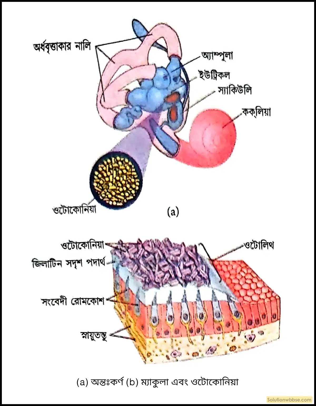 অন্তঃকর্ণ ও ম্যাকুলা এবং ওটোকোনিয়া