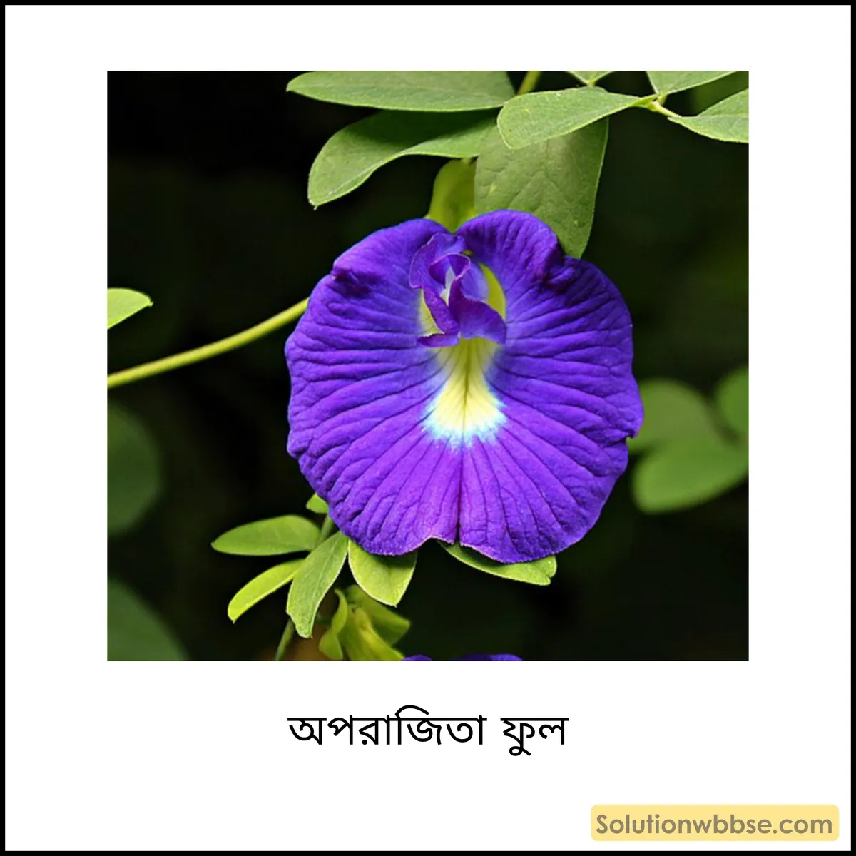 সম্পূর্ণ ফুল এবং অসম্পূর্ণ ফুল কাকে বলে? সম্পূর্ণ ফুল এবং অসম্পূর্ণ ফুলের মধ্যে পার্থক্য 2 অপরাজিতা ফুল