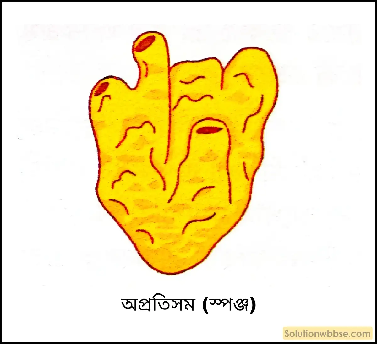 নবম শ্রেণী জীবনবিজ্ঞান - জীবন ও তার বৈচিত্র্য - জীবনের নানা বৈচিত্র্যের শ্রেণিবিন্যাস : ট্যাক্সোনমি - সংক্ষিপ্ত প্রশ্ন ও উত্তর 9 অপ্রতিসম (স্পঞ্জ)