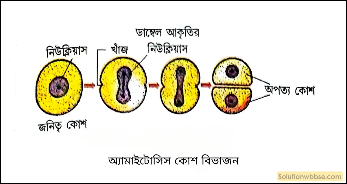 অ্যামাইটোসিস কোশ বিভাজন