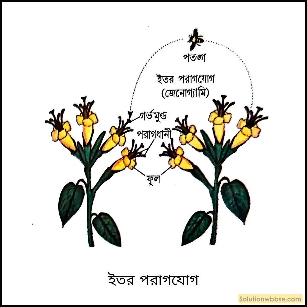 ইতর পরাগযোগ