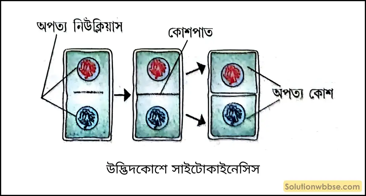 উদ্ভিদকোশে সাইটোকাইনেসিস