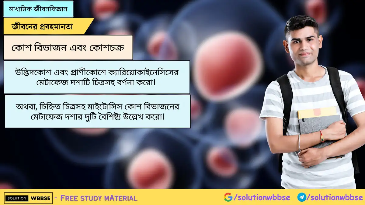 উদ্ভিদকোশ এবং প্রাণীকোশে ক্যারিয়োকাইনেসিসের মেটাফেজ দশাটি চিত্রসহ বর্ণনা করো।