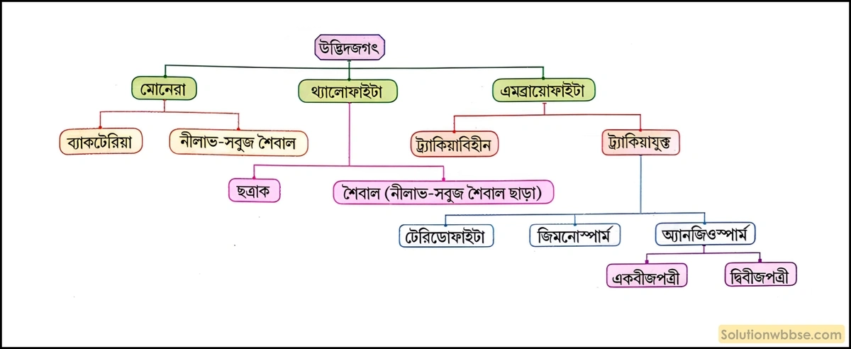 নবম শ্রেণী জীবনবিজ্ঞান - জীবন ও তার বৈচিত্র্য - জীবনের নানা বৈচিত্র্যের শ্রেণিবিন্যাস : ট্যাক্সোনমি - সংক্ষিপ্ত প্রশ্ন ও উত্তর 3 উদ্ভিদের জাতিজনিগত বা আধুনিক শ্রেণিবিন্যাস
