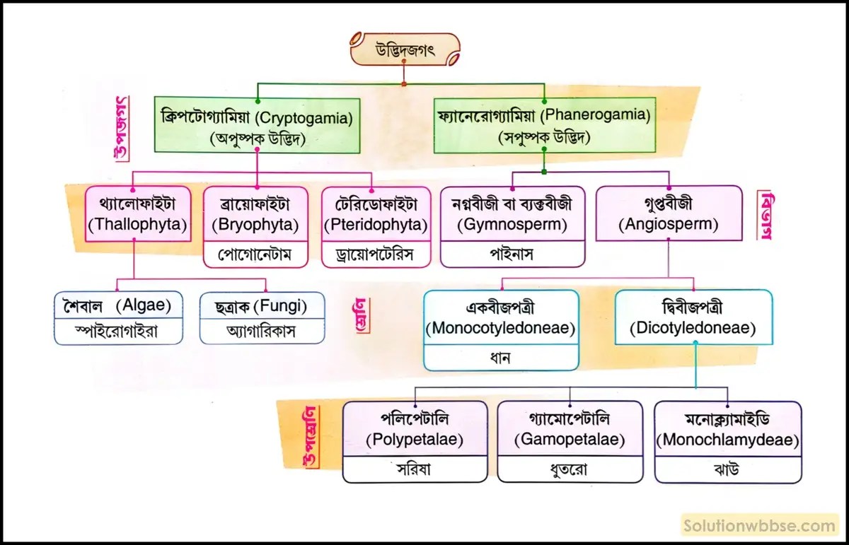 নবম শ্রেণী জীবনবিজ্ঞান - জীবন ও তার বৈচিত্র্য - জীবনের নানা বৈচিত্র্যের শ্রেণিবিন্যাস : ট্যাক্সোনমি - সংক্ষিপ্ত প্রশ্ন ও উত্তর 4 উদ্ভিদের প্রাকৃতিক শ্রেণিবিন্যাস