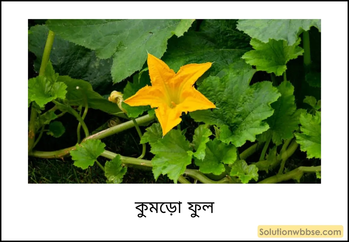 সম্পূর্ণ ফুল এবং অসম্পূর্ণ ফুল কাকে বলে? সম্পূর্ণ ফুল এবং অসম্পূর্ণ ফুলের মধ্যে পার্থক্য 3 কুমড়ো ফুল