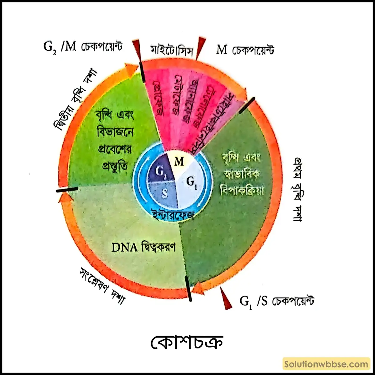 কোশচক্র