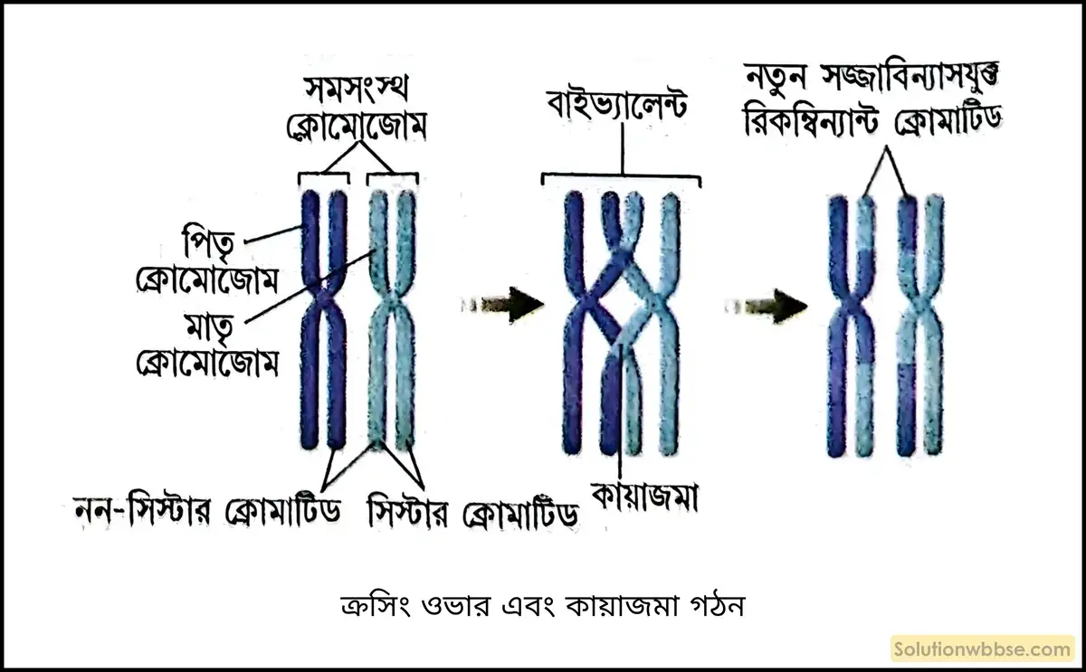ক্রসিং ওভার এবং কায়াজমা গঠন