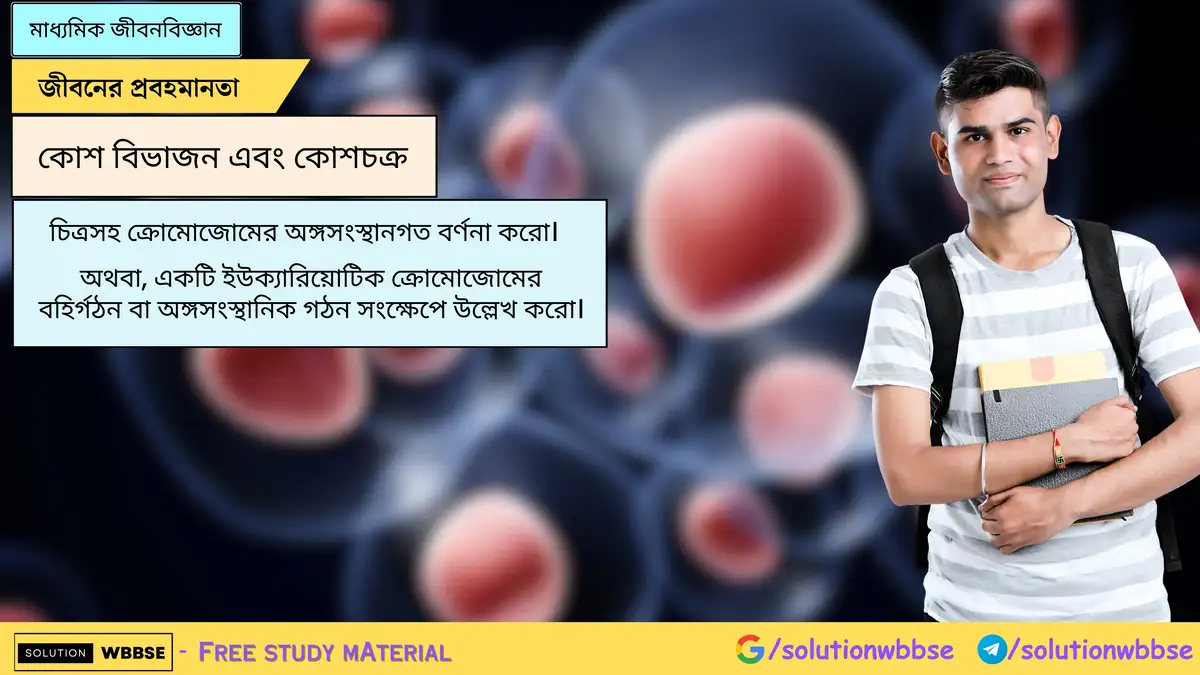 ক্রোমোজোমের অঙ্গসংস্থানগত চিত্রসহ বর্ণনা করো।