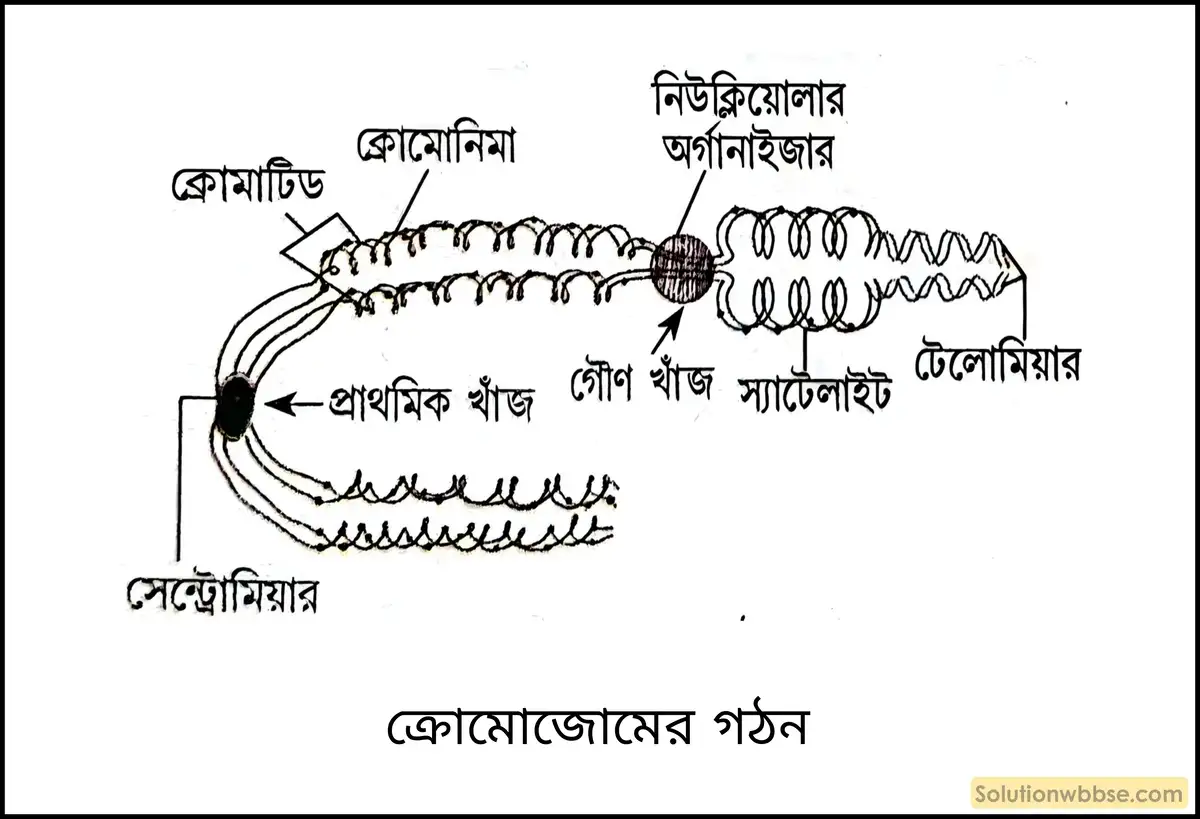 ক্রোমোজোমের গঠন