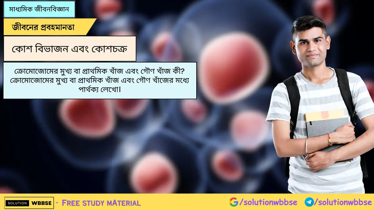 ক্রোমোজোমের মুখ্য বা প্রাথমিক খাঁজ এবং গৌণ খাঁজ কী? ক্রোমোজোমের মুখ্য বা প্রাথমিক খাঁজ এবং গৌণ খাঁজের মধ্যে পার্থক্য লেখো।