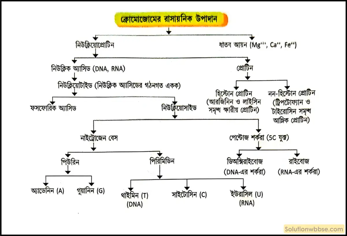ক্রোমোজোমের রাসায়নিক উপাদানগুলি সম্পর্কে সংক্ষেপে লেখো। 3 ক্রোমোজোমের রাসায়নিক উপাদান