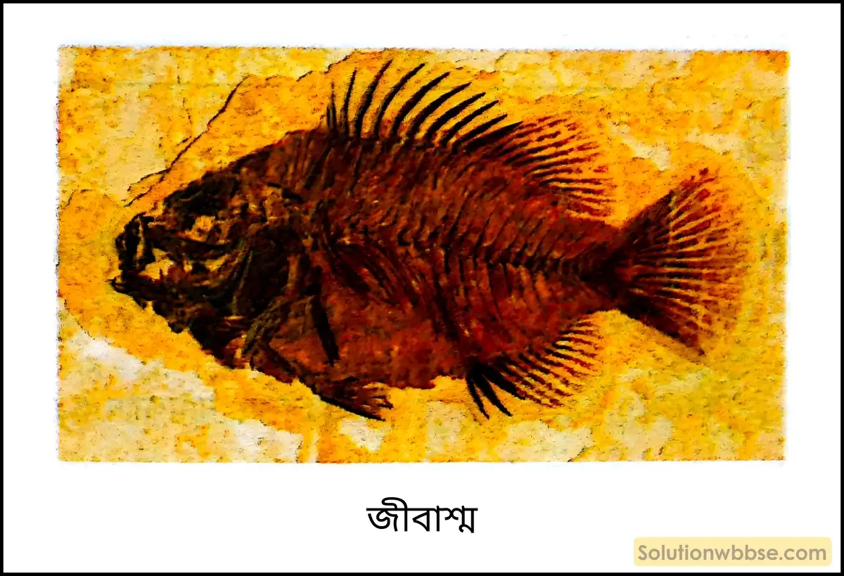 নবম শ্রেণী জীবনবিজ্ঞান - জীবন ও তার বৈচিত্র্য - জীববিদ্যা হল জীবনের রীতি ও প্রক্রিয়া এবং তারা বৈচিত্রের অধ্যায়ন - সংক্ষিপ্ত প্রশ্ন ও উত্তর 4 জীবাশ্ম