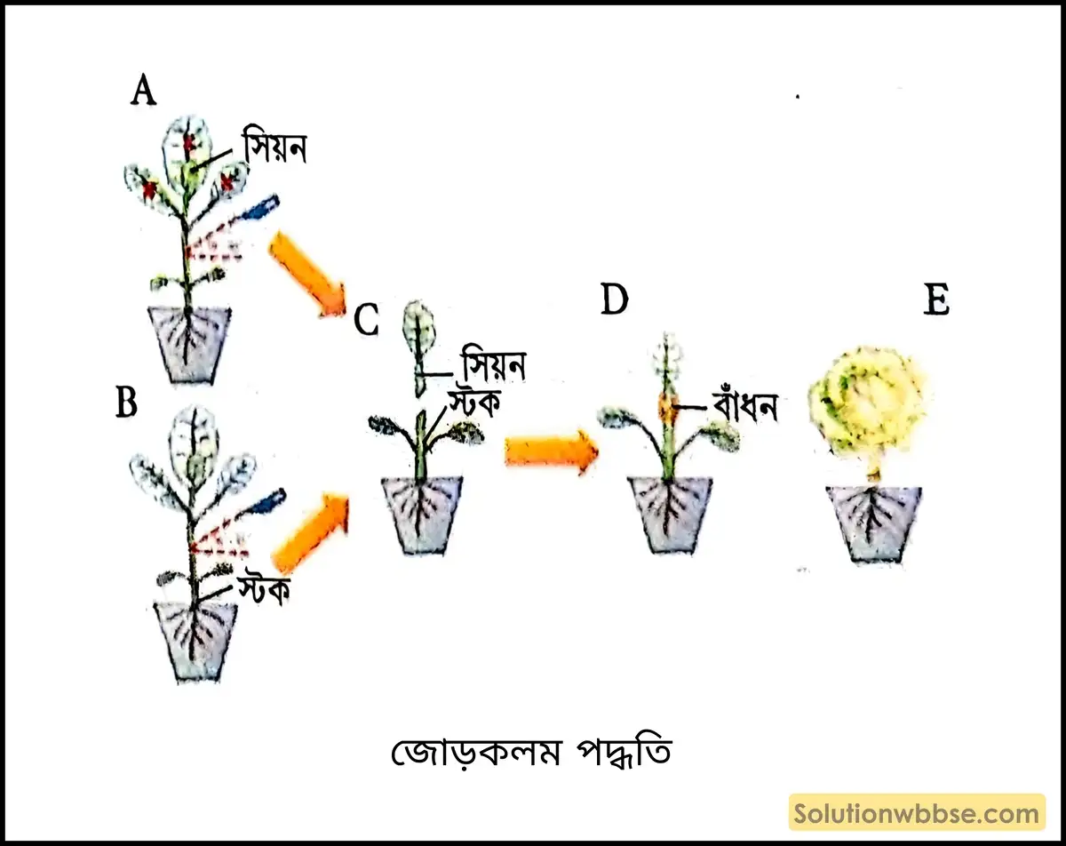 জোড়কলম পদ্ধতি