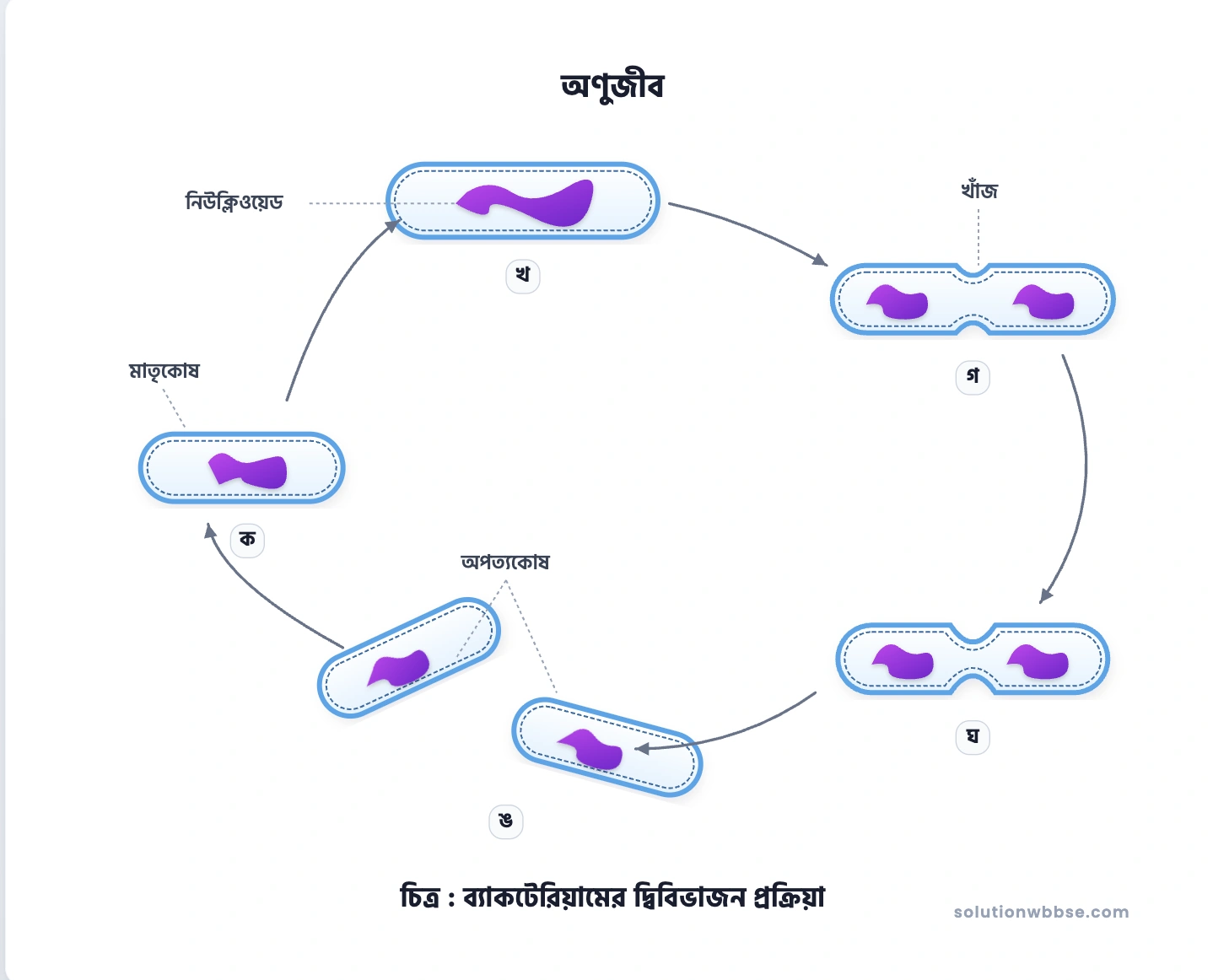 দ্বিবিভাজন