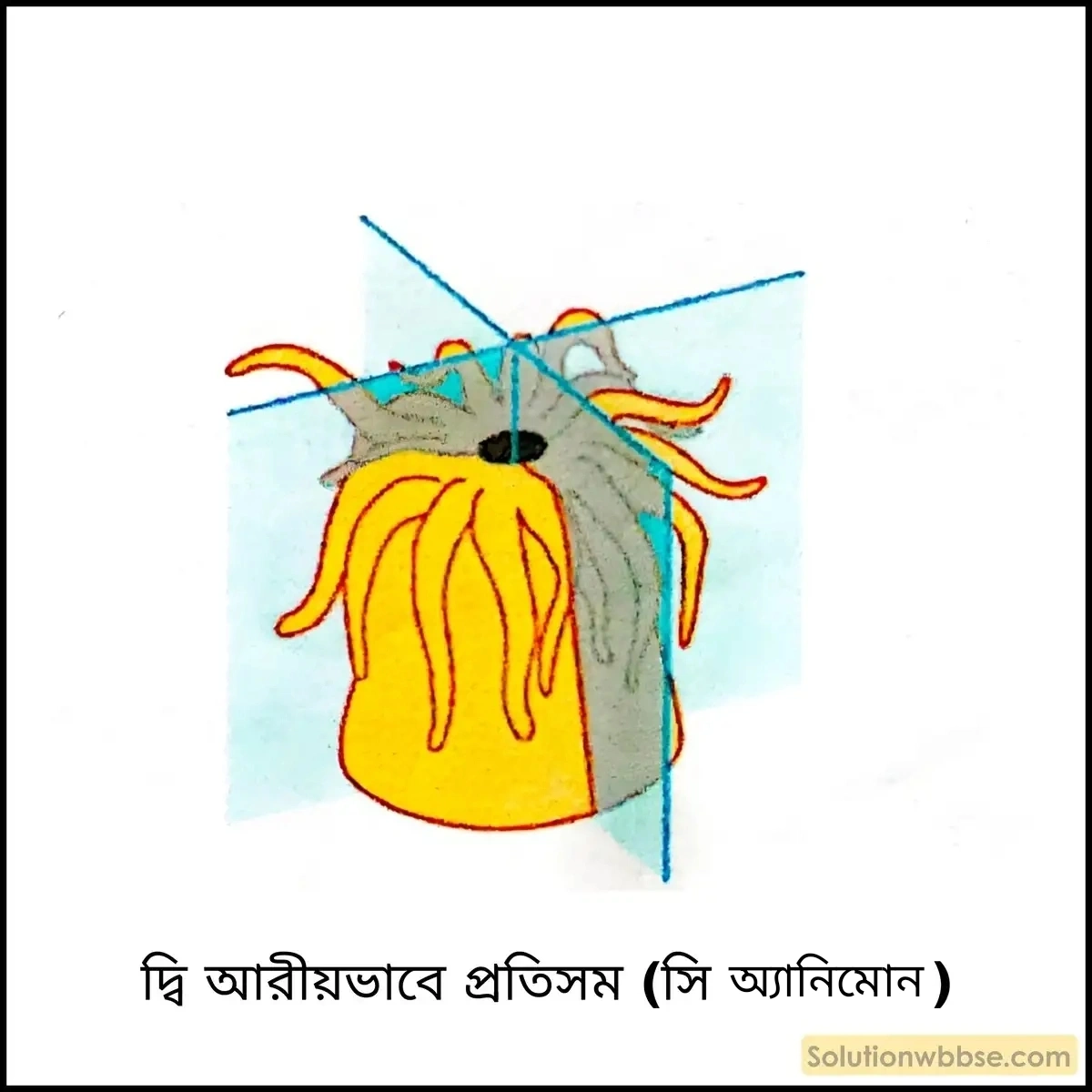 নবম শ্রেণী জীবনবিজ্ঞান - জীবন ও তার বৈচিত্র্য - জীবনের নানা বৈচিত্র্যের শ্রেণিবিন্যাস : ট্যাক্সোনমি - সংক্ষিপ্ত প্রশ্ন ও উত্তর 7 দ্বি আরীয়ভাবে প্রতিসম (সি অ্যানমোন)