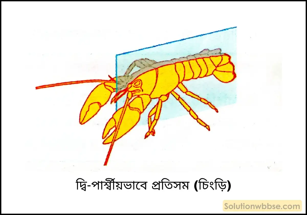 নবম শ্রেণী জীবনবিজ্ঞান - জীবন ও তার বৈচিত্র্য - জীবনের নানা বৈচিত্র্যের শ্রেণিবিন্যাস : ট্যাক্সোনমি - সংক্ষিপ্ত প্রশ্ন ও উত্তর 8 দ্বি-পার্শ্বীয়ভাবে প্রতিসম (চিংড়ি)