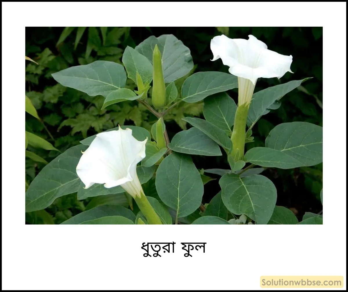 সমাঙ্গ ফুল ও অসমাঙ্গ ফুল কাকে বলে? উদাহরণ দাও। 2 ধুতুরা ফুল