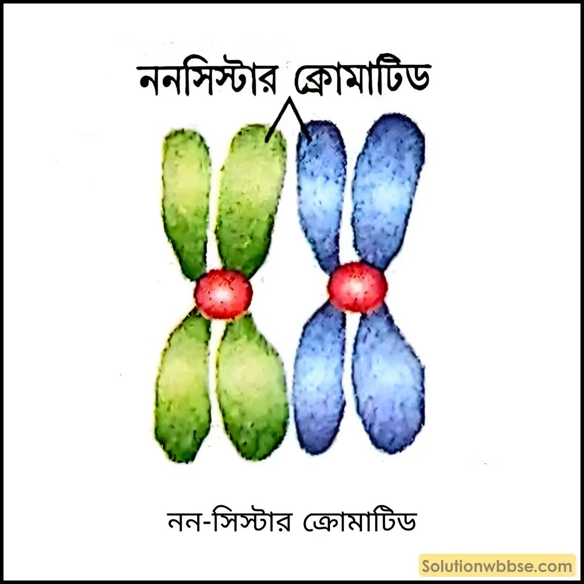 নন-সিস্টার ক্রোমাটিড