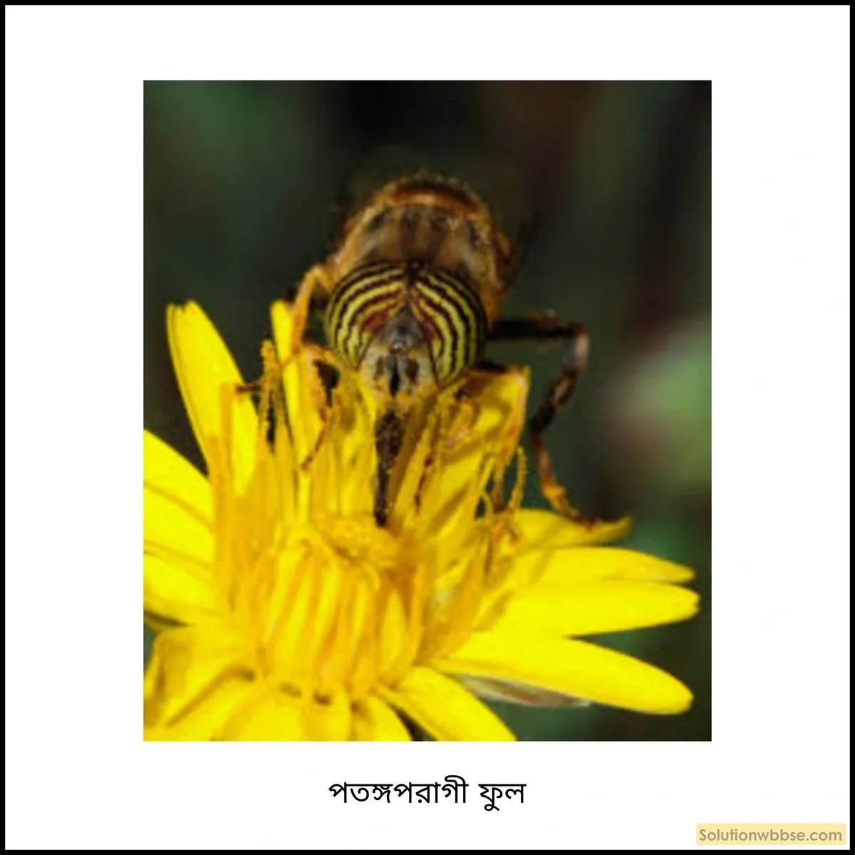 পতঙ্গপরাগী এবং পক্ষীপরাগী ফুলের বৈশিষ্ট্য 2 পতঙ্গপরাগী ফুল