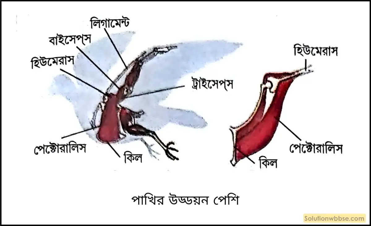 পাখির উড্ডয়নে সহায়ক অঙ্গগুলির ভূমিকা সংক্ষেপে আলোচনা করো। 3 পাখির উড্ডয়ন পেশি