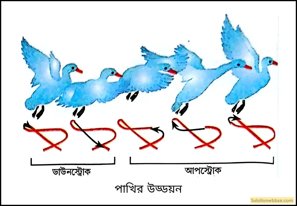 পাখির উড্ডয়নে সহায়ক অঙ্গগুলির ভূমিকা সংক্ষেপে আলোচনা করো। 2 পাখির উড্ডয়ন