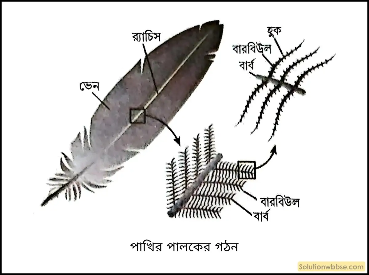 পাখির পালকের কাজ কি? পালকগুলি বাতাসের চাপে নষ্ট না হয়ে যাওয়ার কারণ কী? 2 পাখির পালকের গঠন