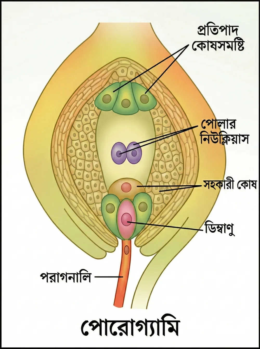 নিষেক বলতে কী বোঝায়? নিষেকের প্রকারভেদ 2 পোরোগ্যামি