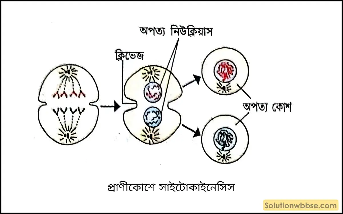 প্রাণীকোশে সাইটোকাইনেসিস