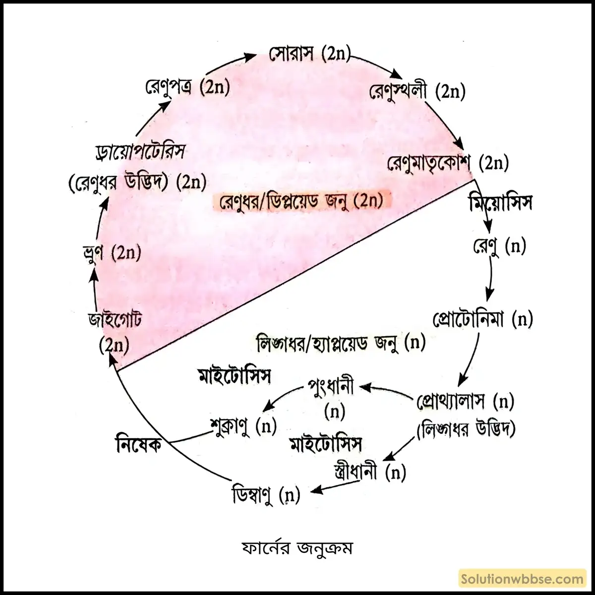 জনুক্রম কাকে বলে? ফার্নের জনুক্রম একটি শব্দচিত্রের মাধ্যমে লেখো। 2 ফার্নের জনুক্রম